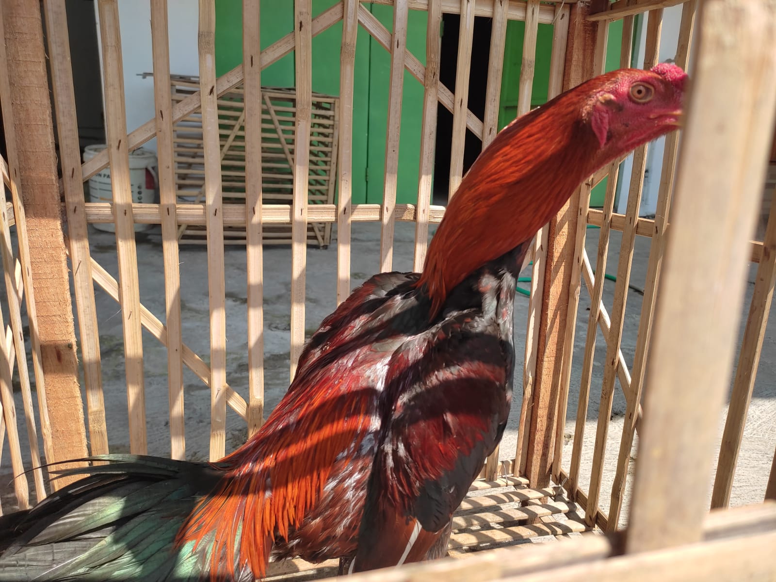 Mengenal Gaichon, Ayam Petarung dari Thailand